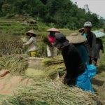 Panen Petani di Desa Sowan Kidul