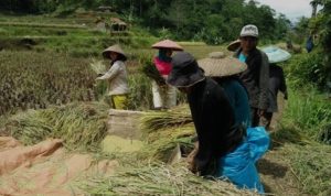 Panen Petani di Desa Sowan Kidul