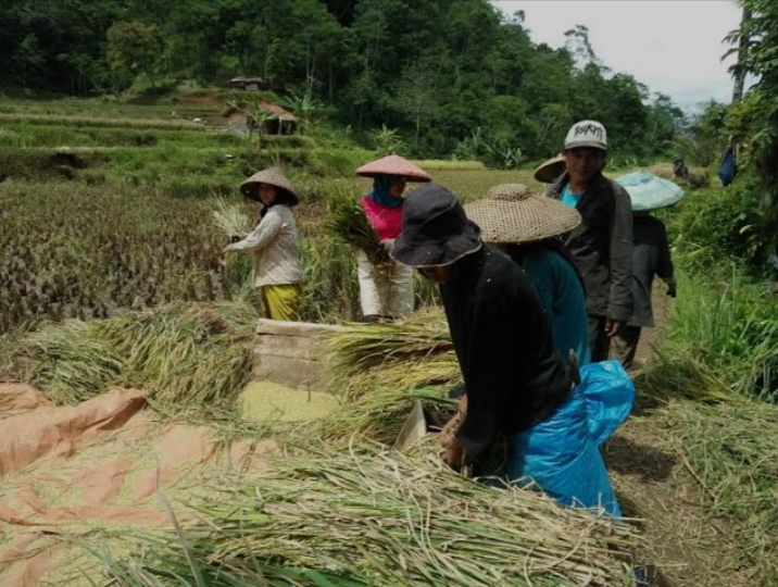 Panen Petani di Desa Sowan Kidul